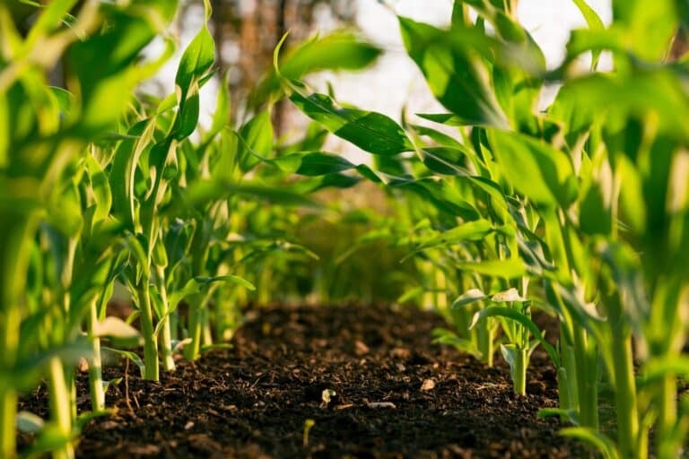 Diversifier son entreprise agricole