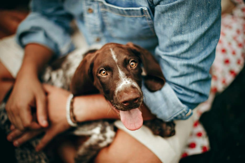 devenir-pet-sitter